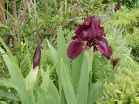 Iris barbata nana.webp