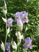Iris Latio.webp