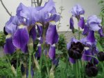 Iris blau.JPG