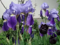 Iris blau.webp