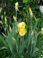 Iris gelb.webp