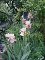 Iris rosa.webp