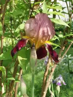 Iris rot.webp