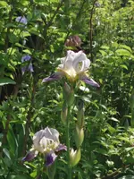 Iris Mutter.webp