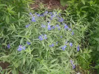 16.05.2010 013.webp