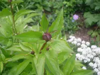 16.05.2010 021.webp