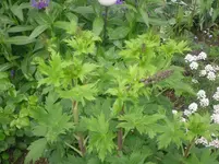 16.05.2010 022.webp