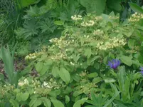 16.05.2010 024.webp