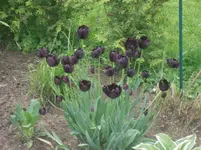 16.05.2010 035.webp