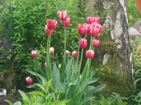 16.05.2010 043.webp