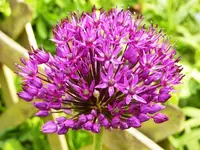 PAlilium_2.webp