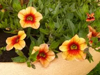 PPetunien.webp