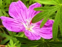 PStorchschnabel.webp