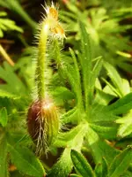 PStorchschnabel_Knospe.webp