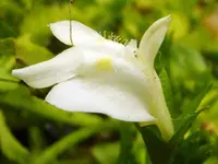 PTeichblüte.webp