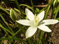 PWeiße_Blume.webp