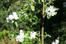 IMG_1909 - Kopie.webp
