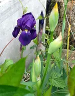 SDC10954.webp