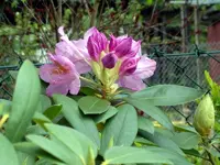 SDC10968.webp