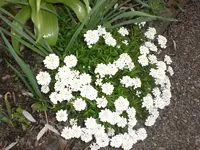 Garten Mai3 004.webp