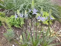 Garten Mai3 005.webp