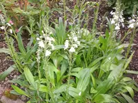 Garten Mai3 007.webp