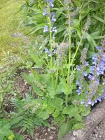Garten Mai3 008.webp