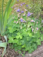 Garten Mai3 009.webp
