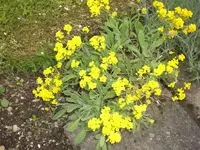 Garten Mai3 010.webp