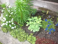 Garten Mai3 011.webp