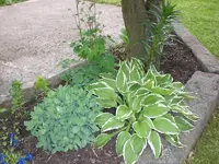 Garten Mai3 012.webp