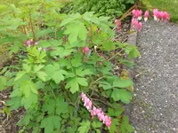 Garten Mai3 020.webp