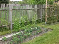 Garten Mai3 022.webp