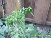 Garten 31.05.08 016.webp