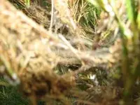 Schädlinge 006.webp