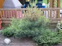 Schädlinge 010.webp