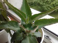 Pflanze A.webp