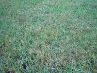 feine Grashalme, braun.webp