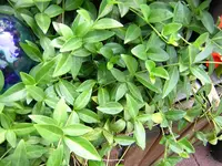 DSCN0126.webp