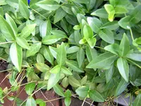 DSCN0127.webp