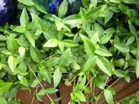 DSCN0128.webp