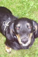 charly.webp