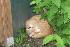 garfild.webp