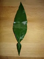 Blatt.webp