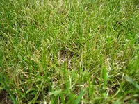 Stelle 3 feine Halme.webp