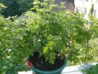 himbeere1.webp