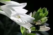 Hosta.webp