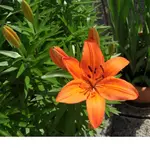 01.06.08 Lilie 002.webp