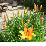 01.06.08 Lilie 001.webp