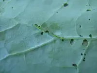 Kohlrabiblatt-Raupen2.webp Kohlrabiblatt-Raupen2.webp